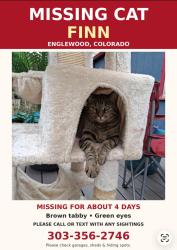 Lost Female Cat last seen Vassar. Tejon, Englewood, CO 80110