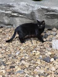 Found/Stray Unknown Cat last seen Shell, Mead, CO 80542