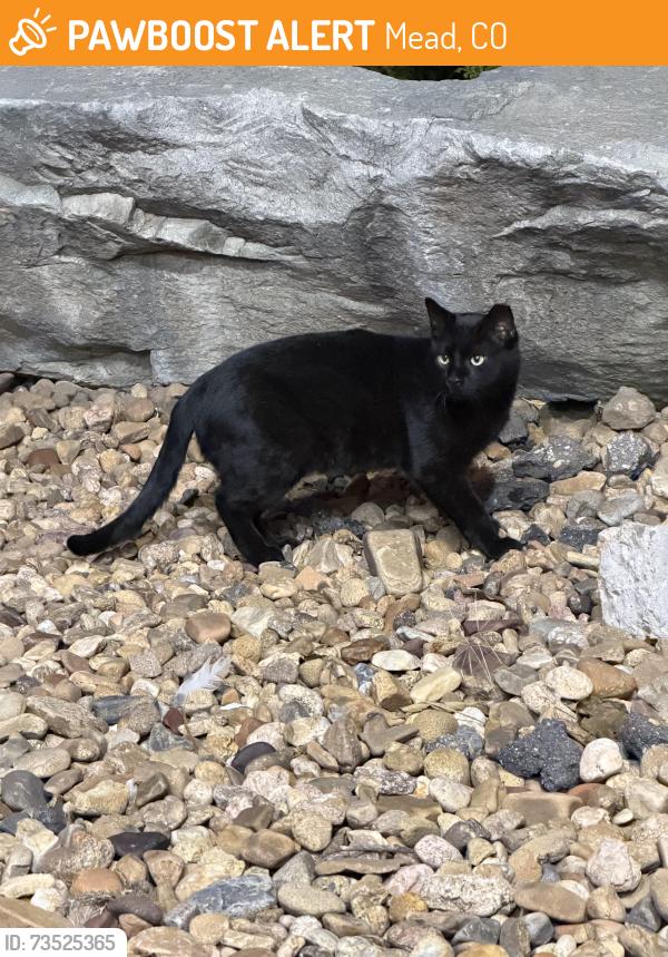 Found/Stray Unknown Cat last seen Shell, Mead, CO 80542