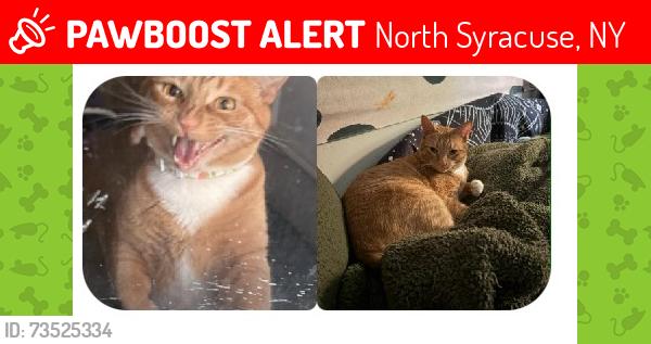 Lost Male Cat last seen Wells ave, North Syracuse, NY 13212
