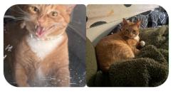 Lost Male Cat last seen Wells ave, North Syracuse, NY 13212