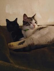 Reunited Male Cat last seen Crosby Rec Center, Carrollton, TX 75006
