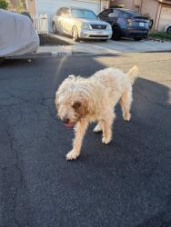 Reunited Male Dog last seen Bushwood Ct, Lemon Grove, CA 91945, USA, Lemon Grove, CA 91945