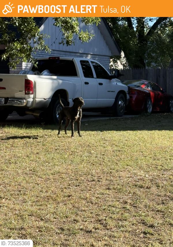 Found/Stray Male Dog last seen 99th west of Sheridan, Tulsa, OK 74133