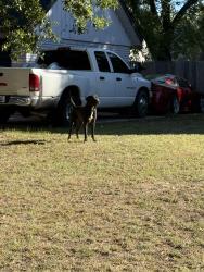 Found/Stray Male Dog last seen 99th west of Sheridan, Tulsa, OK 74133