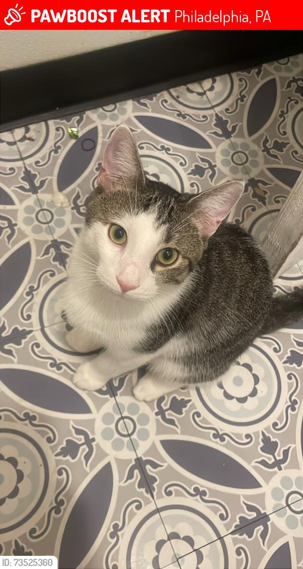 Lost Male Cat last seen 57th girard, Philadelphia, PA 19123