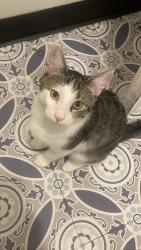 Lost Male Cat last seen 57th girard, Philadelphia, PA 19123