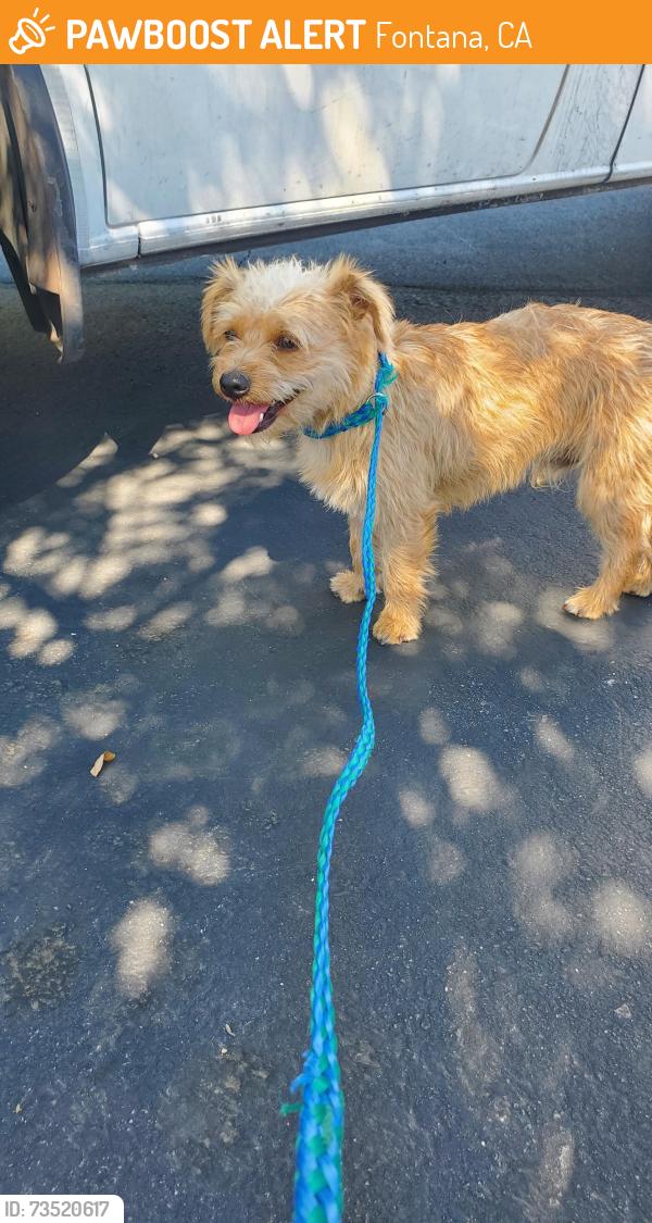 Found/Stray Male Dog last seen Fontana Truck stop. Valley Blvd. Fontana Ca., Fontana, CA 92335