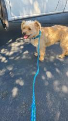Found/Stray Male Dog last seen Fontana Truck stop. Valley Blvd. Fontana Ca., Fontana, CA 92335