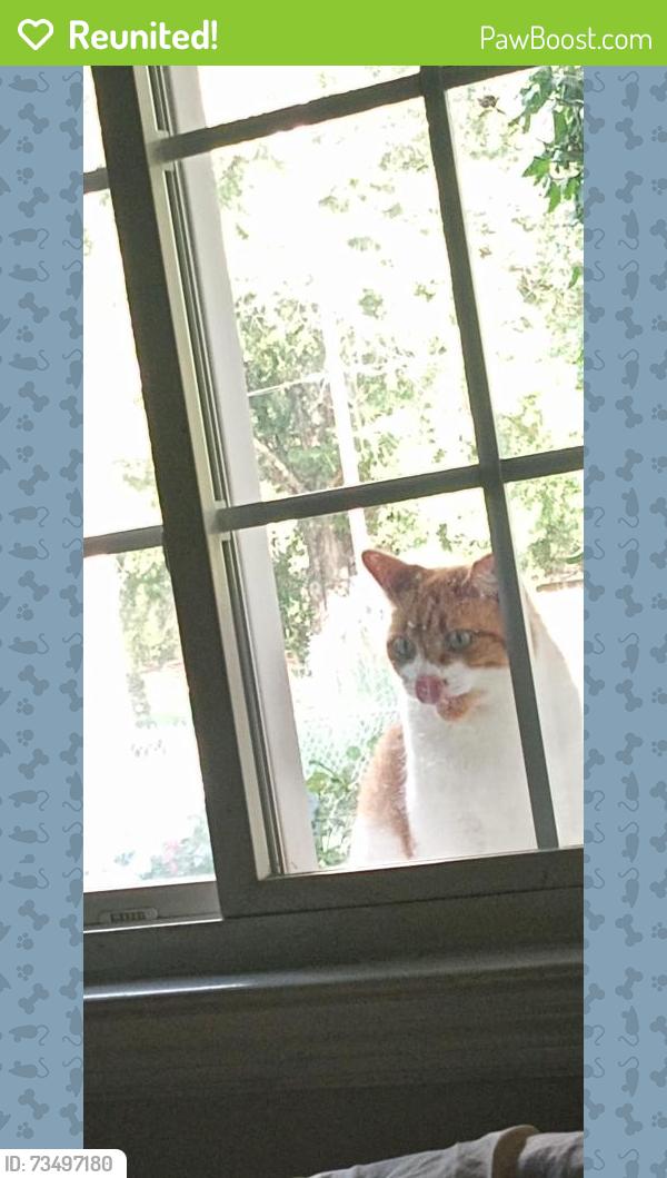Reunited Female Cat last seen Oak summit, motor rd. Patterson, Winston-Salem, NC 27105