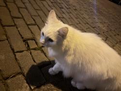 Found/Stray Unknown Cat last seen Mount pleasant ave, Columbus, OH 43201