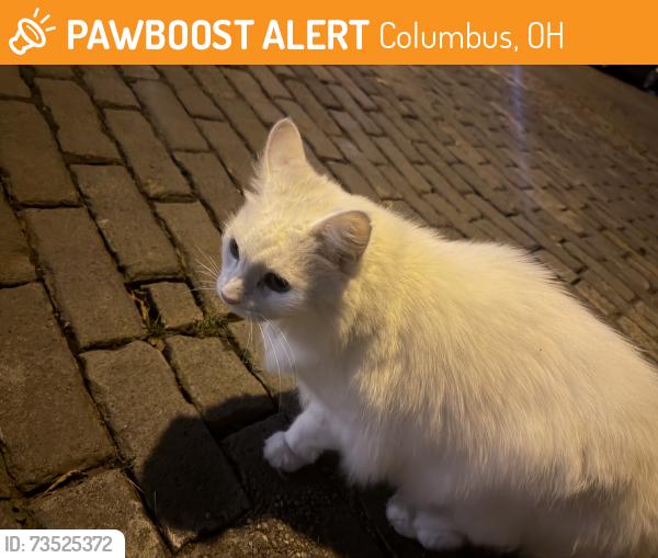 Found/Stray Unknown Cat last seen Mount pleasant ave, Columbus, OH 43201