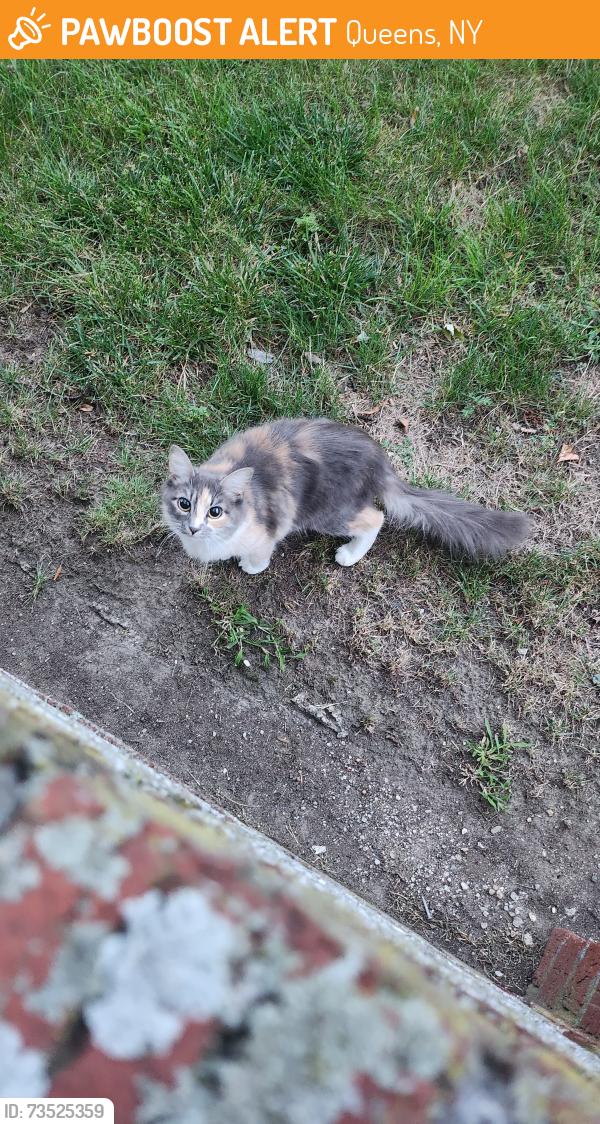 Found/Stray Unknown Cat last seen Roaming around 196th st between Jamaica and Hillside Ave, Queens, NY 11423