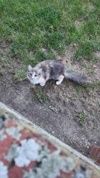 Found/Stray Unknown Cat last seen Roaming around 196th st between Jamaica and Hillside Ave, Queens, NY 11423