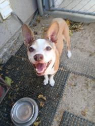 Lost Male Dog last seen 1 mile west of Whitefeather (CHP), Joshua Tree, CA 92252