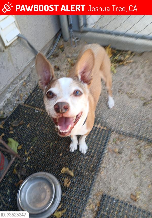 Lost Male Dog last seen 1 mile west of Whitefeather (CHP), Joshua Tree, CA 92252