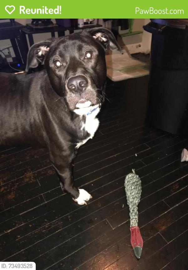 Reunited Male Dog last seen Near highway and Susquehanna village area, Independence, MO 64056