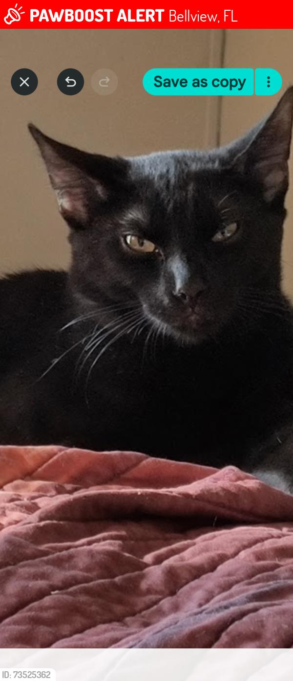 Lost Male Cat last seen Footprint Dr/Flip Flop Court/Barefoot Blvd/Blue Angel Pkwy, Bellview, FL 32526
