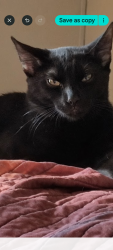 Lost Male Cat last seen Footprint Dr/Flip Flop Court/Barefoot Blvd/Blue Angel Pkwy, Bellview, FL 32526