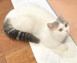 Reunited Male Cat last seen Cardigan Street, Carlton, VIC 3053