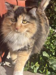 Reunited Female Cat last seen West Adams Street, Saint Charles, MO 63301