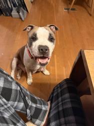Lost Female Dog last seen Sahuarita, Wilmont, houghton rd, Sahuarita, AZ 85629