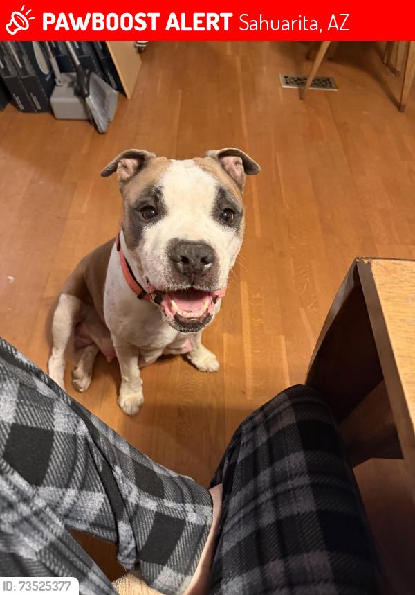 Lost Female Dog last seen Sahuarita, Wilmont, houghton rd, Sahuarita, AZ 85629