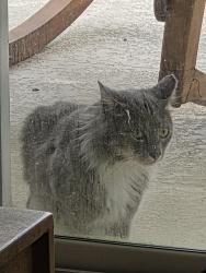Found/Stray Unknown Cat last seen Catalina lakes Blvd and Santa Barbara way, Palm Beach Gardens, FL 33410