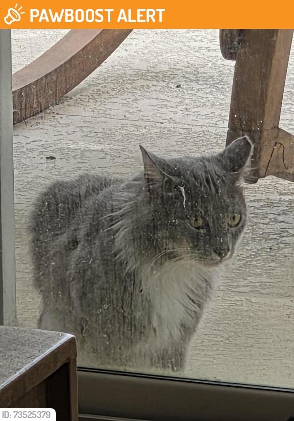 Found/Stray Unknown Cat last seen Catalina lakes Blvd and Santa Barbara way, Palm Beach Gardens, FL 33410