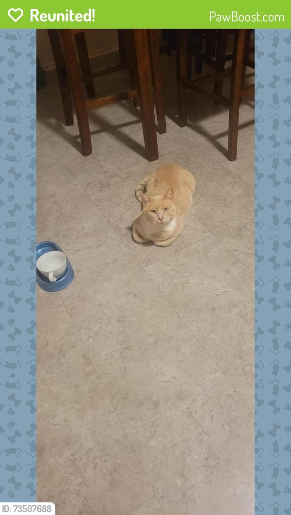 Reunited Male Cat last seen Burnell, Lemon Grove, CA 91945