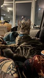 Found/Stray Male Cat last seen Kent Avenue & N 4th Street, Brooklyn, NY 11249