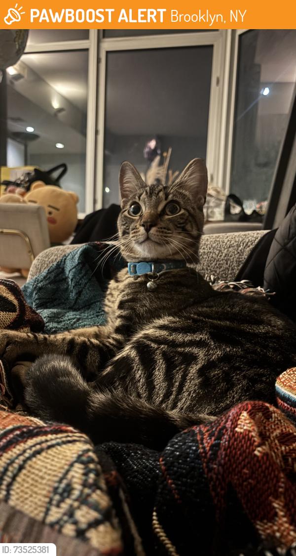 Found/Stray Male Cat last seen Kent Avenue & N 4th Street, Brooklyn, NY 11249