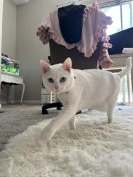 Lost Female Cat last seen Near moorings view ct 28031, Cornelius, NC 28031