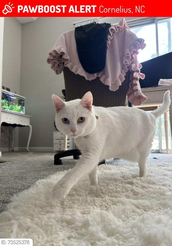 Lost Female Cat last seen Near moorings view ct 28031, Cornelius, NC 28031