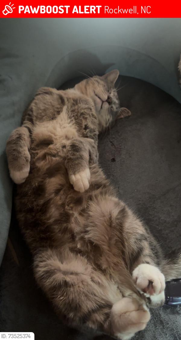 Lost Male Cat last seen American legion, Rockwell, NC 28138