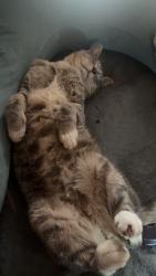 Lost Male Cat last seen American legion, Rockwell, NC 28138