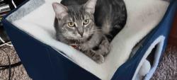 Reunited Female Cat last seen Triangle Park apmts 5011 S Alston Ave Durham, NC 27713, Durham, NC 27713