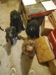 Reunited Female Dog last seen TIMBERCREEK AND CULLY, Memphis, TN 38018
