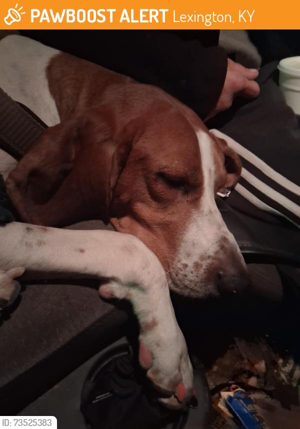 Found/Stray Male Dog last seen Zips car wash richmond rd, Lexington, KY 40509