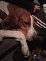 Found/Stray Male Dog last seen Zips car wash richmond rd, Lexington, KY 40509