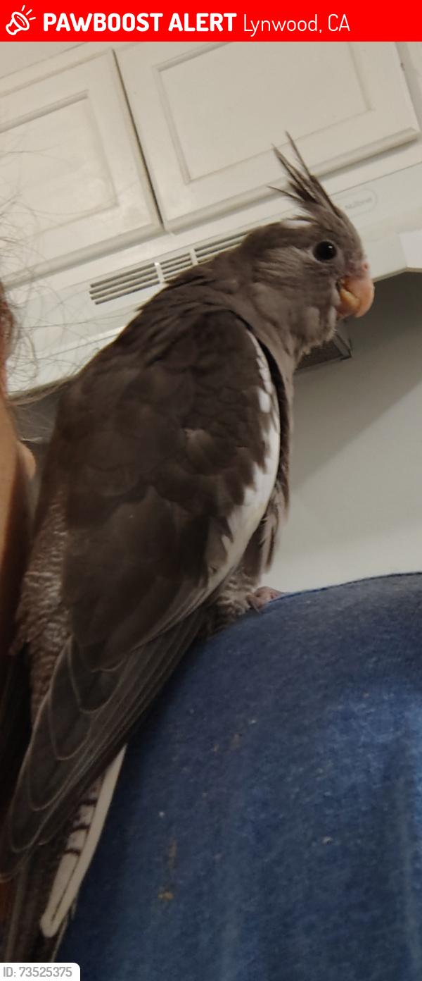 Lost Female Bird last seen Santa Fe and Carlin, Lynwood, CA 90262