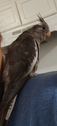 Lost Female Bird last seen Santa Fe and Carlin, Lynwood, CA 90262