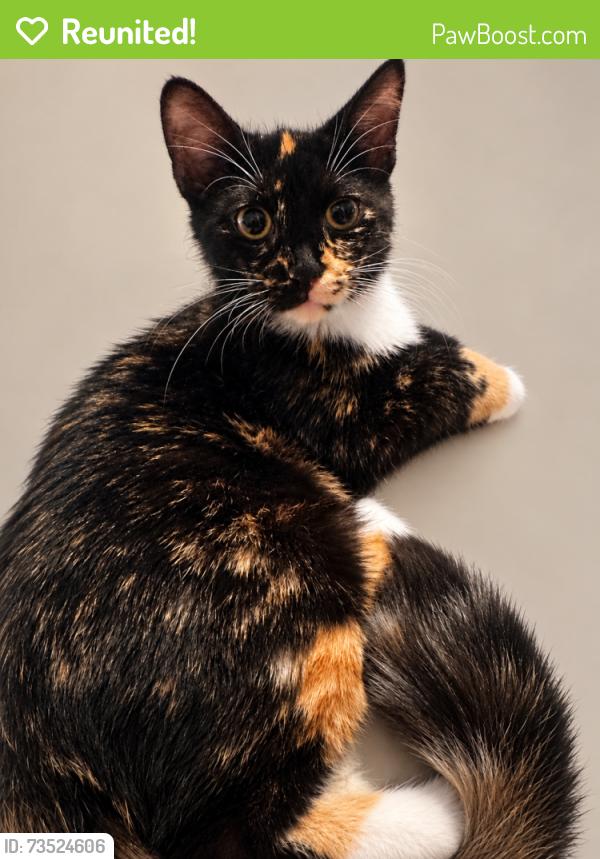 Reunited Female Cat last seen Shelbourne & Brandywine between 106 & 116, Carmel, IN 46032