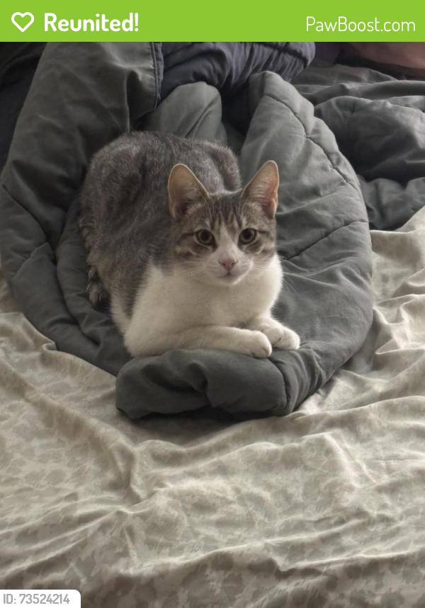 Reunited Female Cat last seen Thelma Ave and Spadina, Toronto, ON M4V 1X9