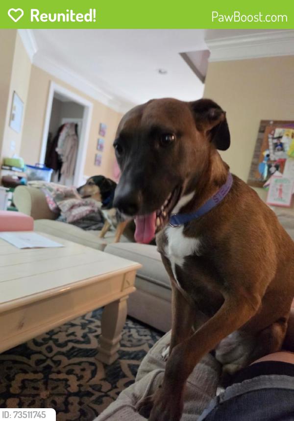 Reunited Female Dog last seen Near Field Oak Dr, Wake Forest, NC 27587, USA, Wake Forest, NC 27587