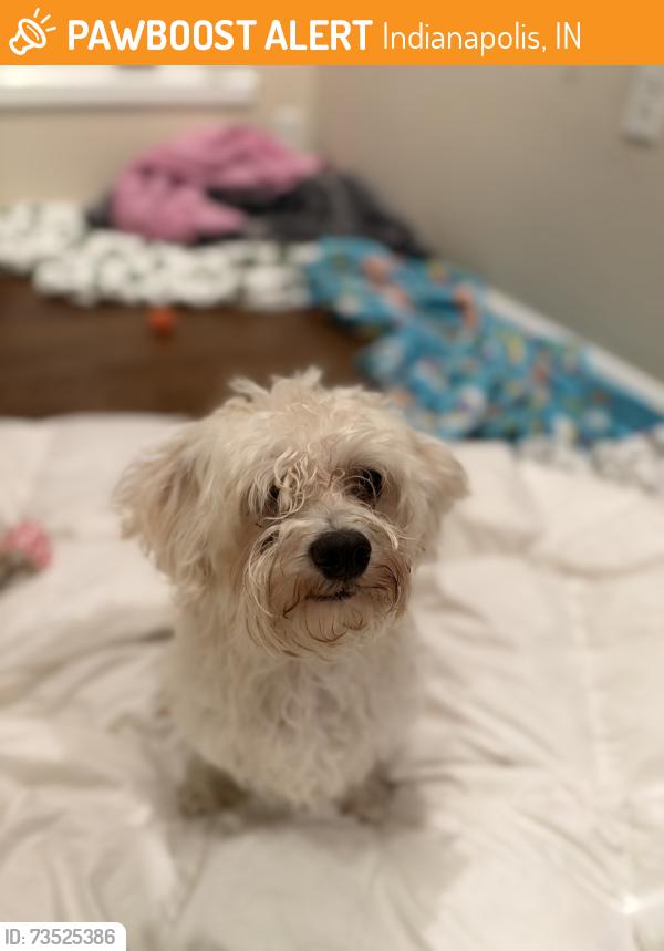Found/Stray Male Dog last seen Georgetown road and 62nd, Indianapolis, IN 46204