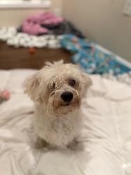 Found/Stray Male Dog last seen Georgetown road and 62nd, Indianapolis, IN 46204