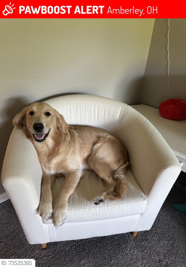 Lost Male Dog last seen Last seen crossing Galbraith to Sagamore & up to Winding Way. No sightings 10/19., Amberley, OH 45236