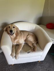 Lost Male Dog last seen Last seen crossing Galbraith to Sagamore & up to Winding Way. No sightings 10/19., Amberley, OH 45236