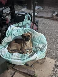 Found/Stray Female Dog last seen Dairy ashford and bellaire, Houston, TX 77072